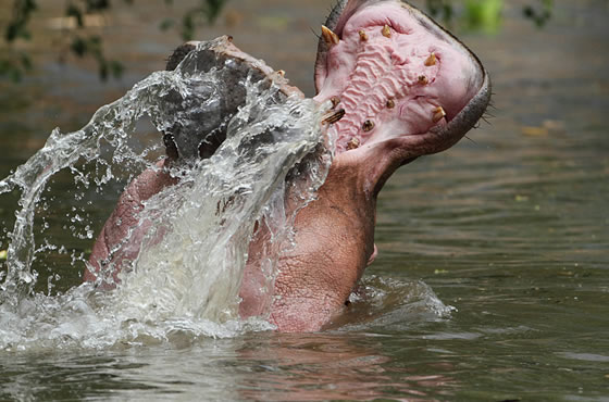 images/Amboseli National Park.jpg